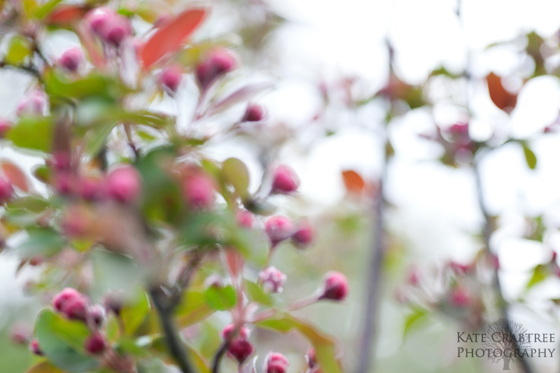 An abstract photo of Maine spring flowers