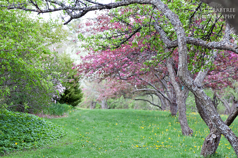 Maine Photographer Spring in Maine • Maine Wedding Photographer