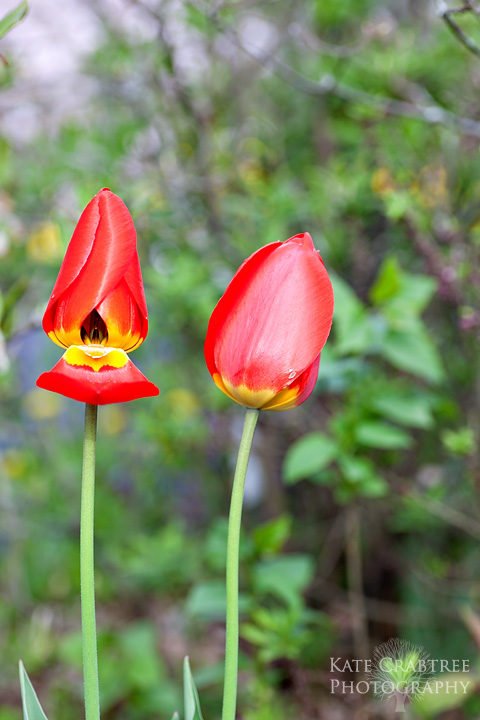 Photos of Maine spring tulips