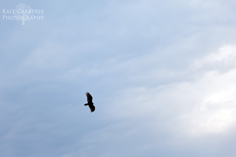 Maine wedding photographer Kate Crabtree captures a bird flying in the sky during a Lucerne Inn wedding