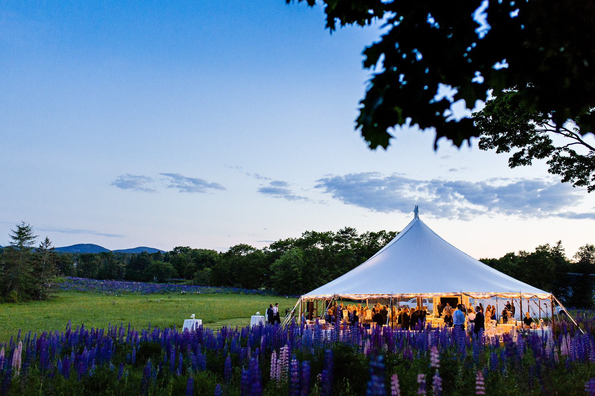 A beautiful Maine wedding tent in a field of lupines 