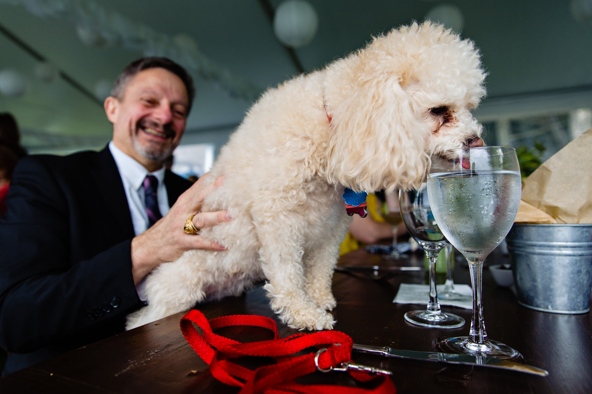 A dog drinks from a water glass at a seaside wedding in Maine