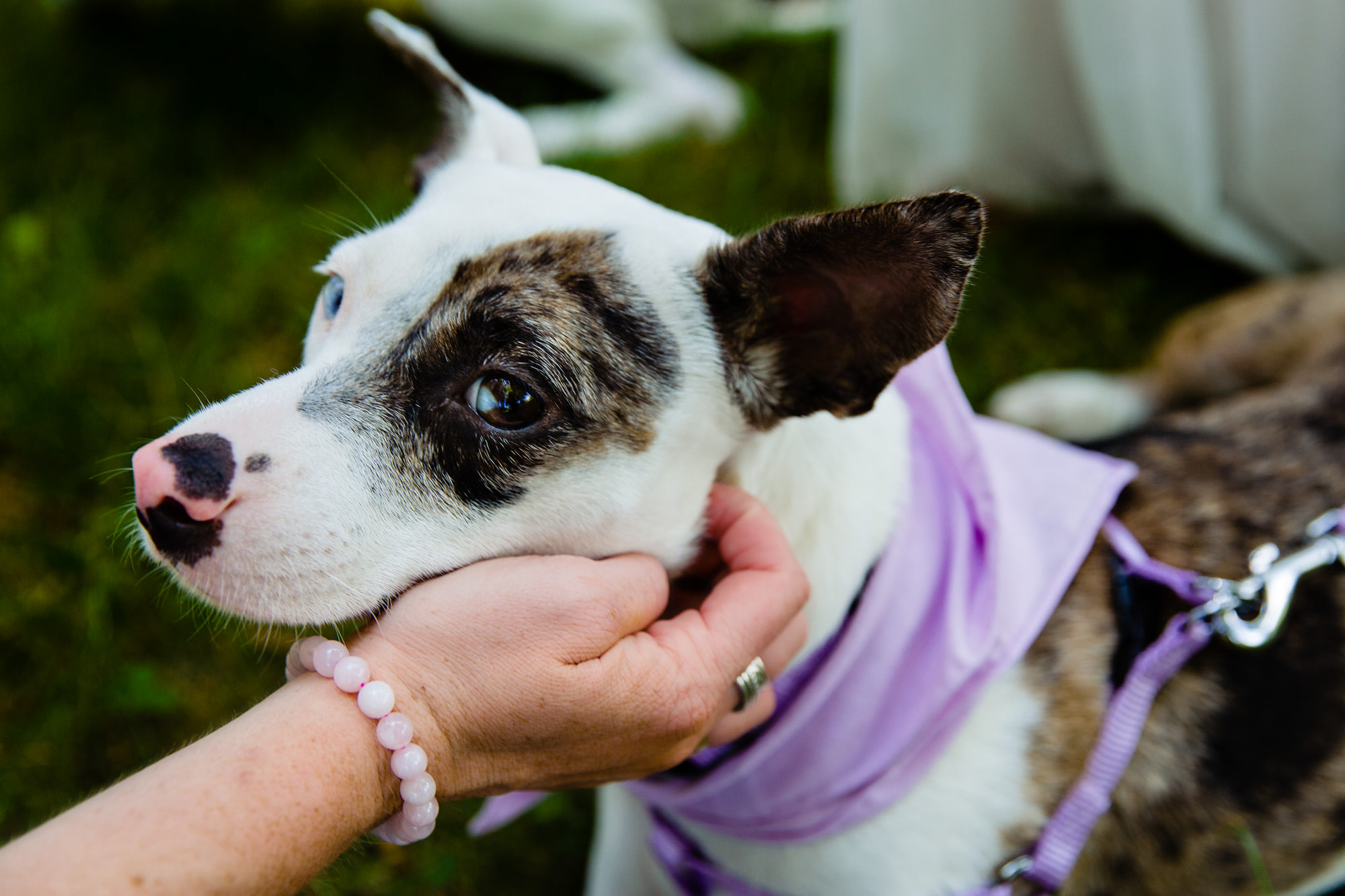 A bride pets her dog on her wedding day