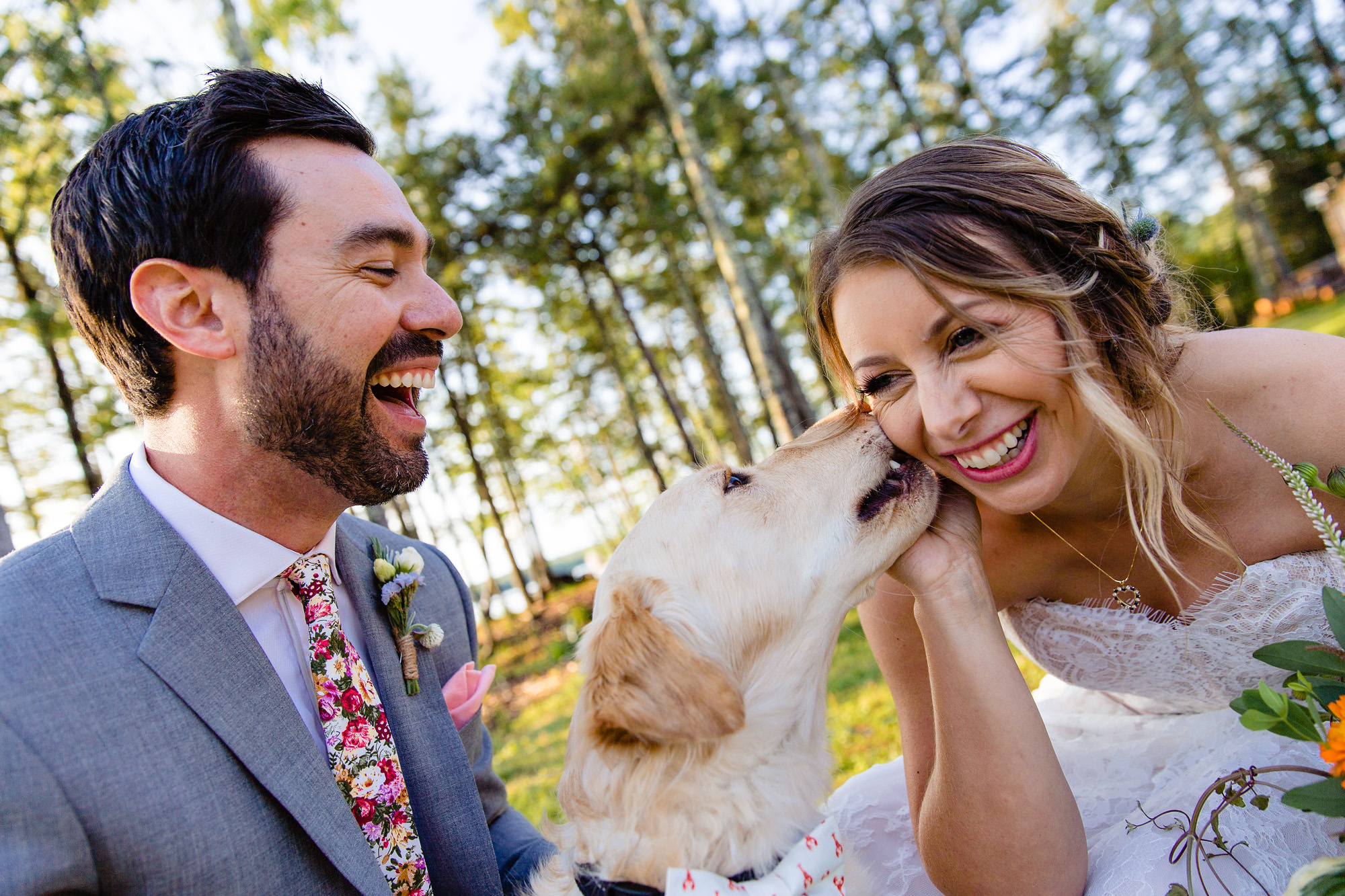 The bride and groom's dog kisses the bride at their Maine wedding