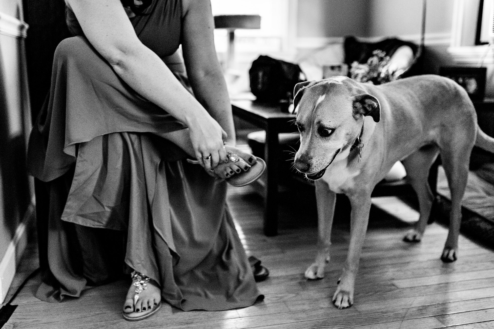 A bridesmaid puts on her shoes while a dog watches at a Brunswick Maine elopement