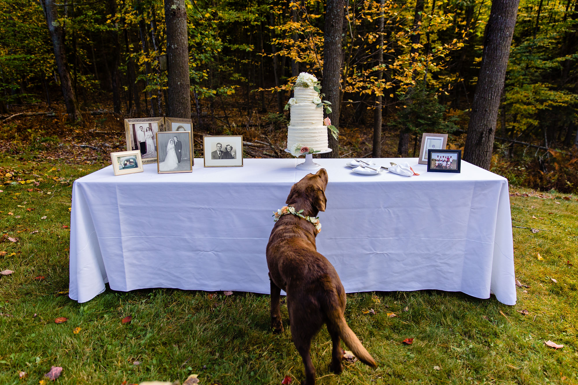 A backyard wedding reception in southern Maine