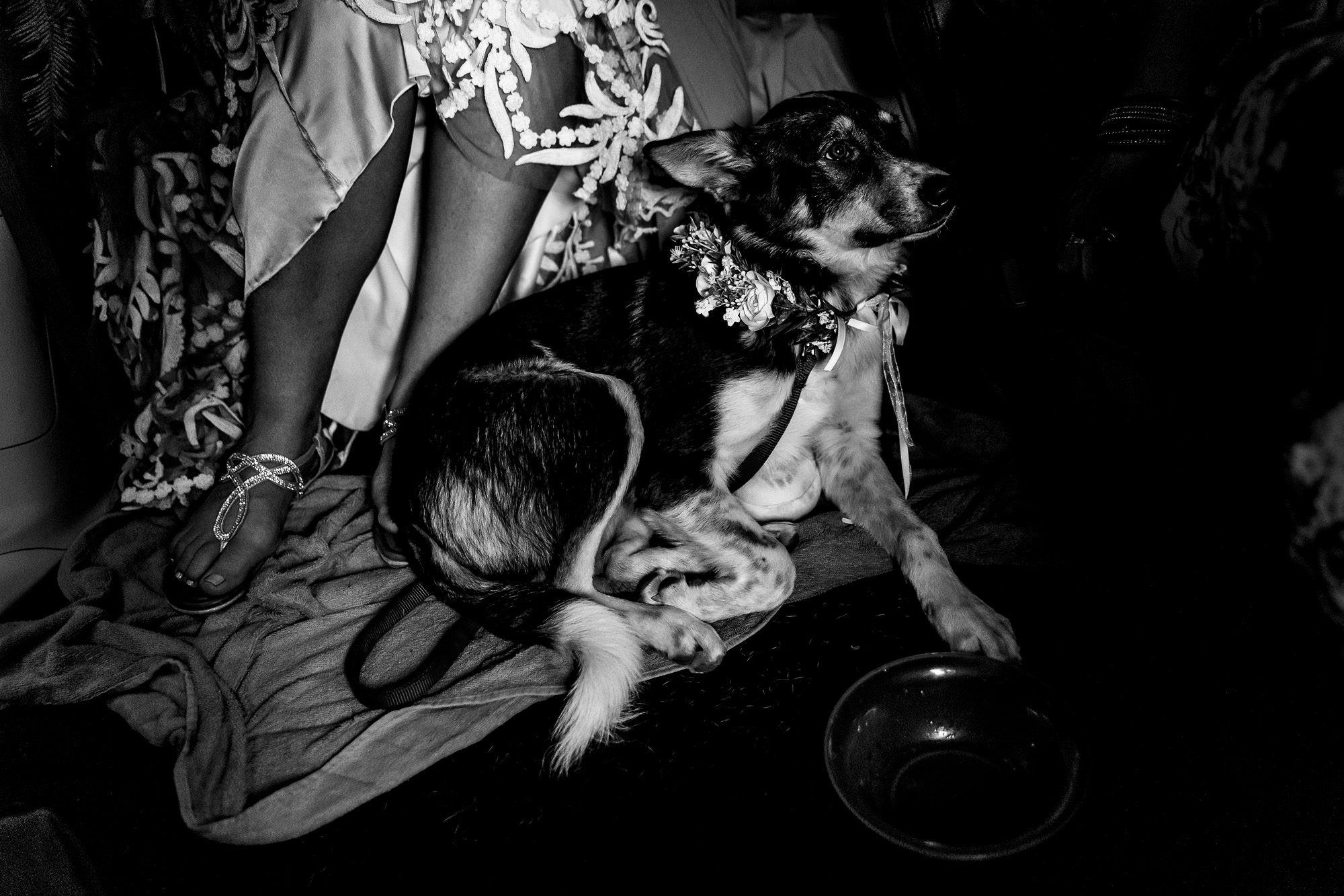 A pup sits at the feet of the bride in the car as they drive to a new location