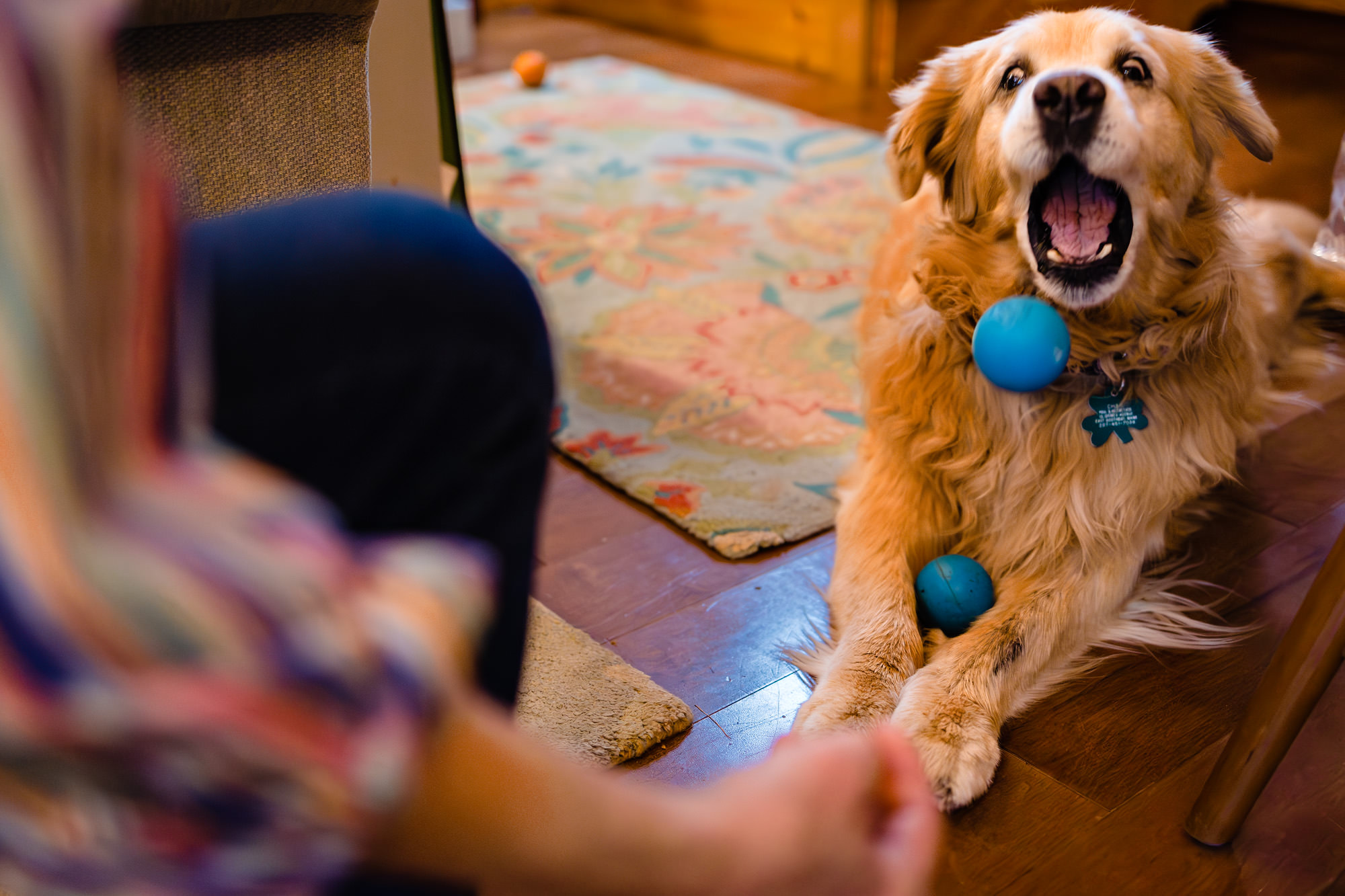 A dog fails to catch a ball at a wedding.