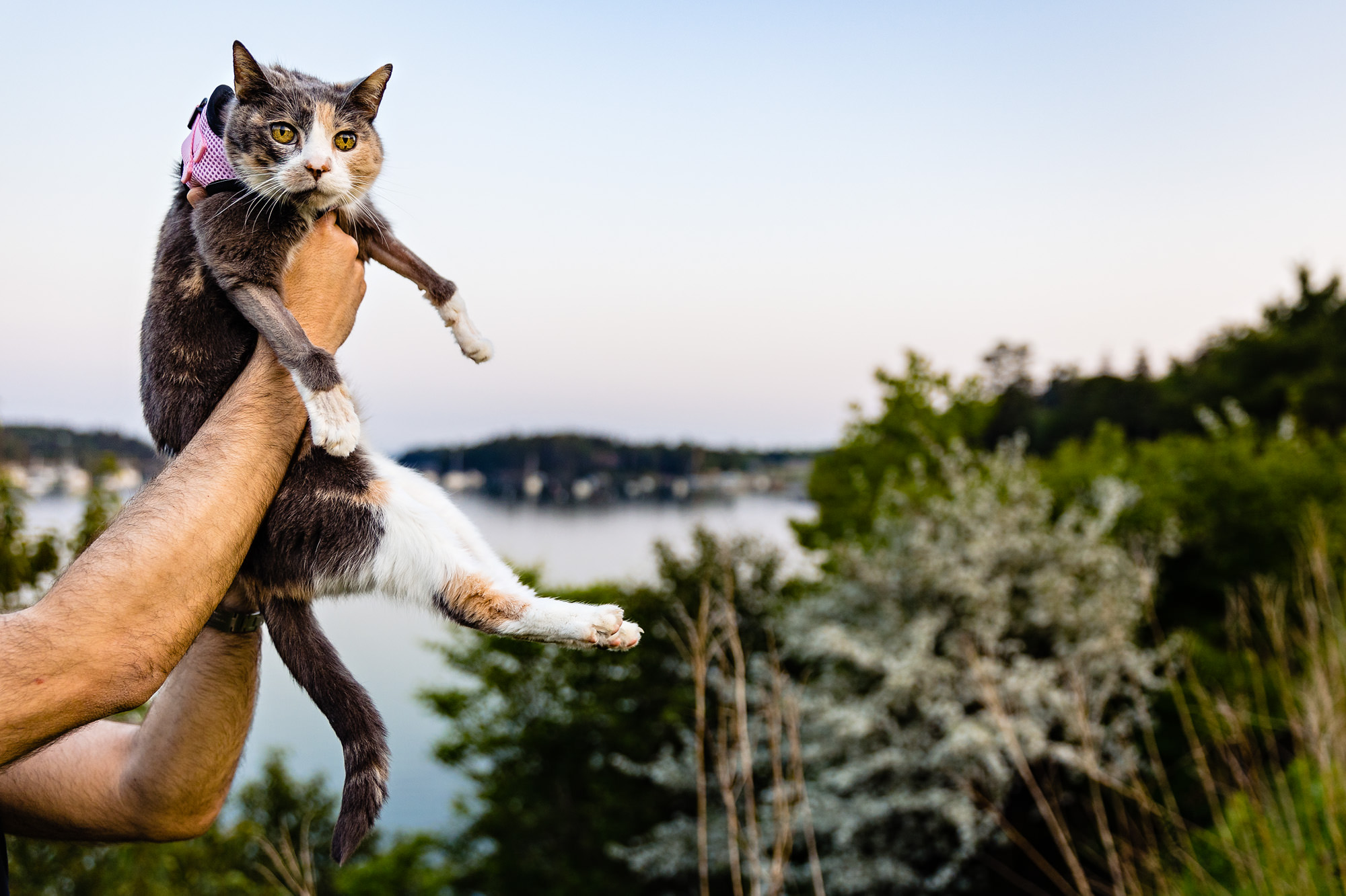 A photo of a cat named Skootles.