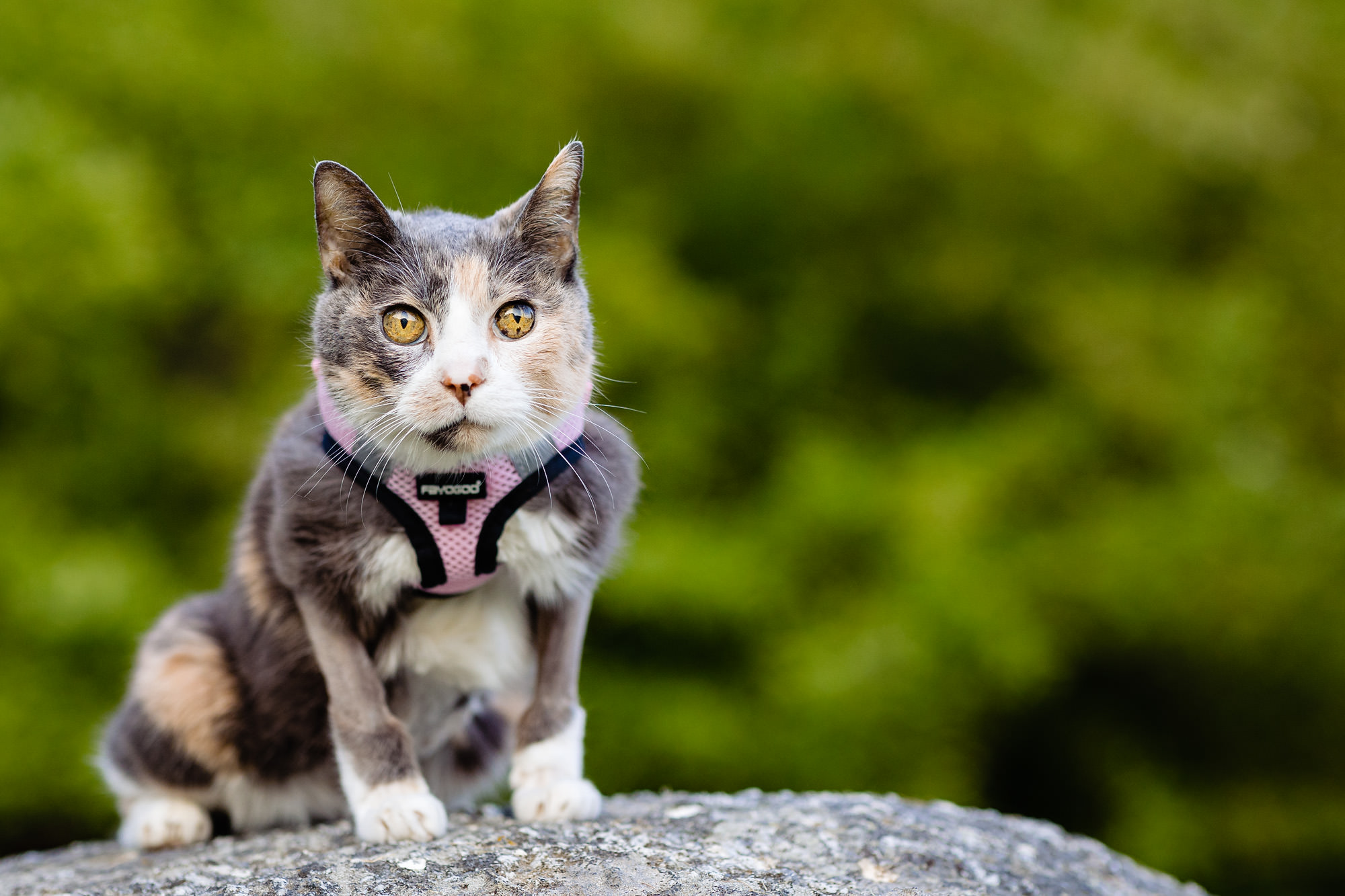 A portrait of a cat named Skootles